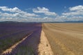 Wheat and lavender fields 1 Royalty Free Stock Photo