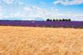 Wheat and lavender fields near Valensole, Provence, France Royalty Free Stock Photo