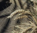 Wheat With Long Awns Royalty Free Stock Photo