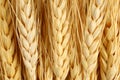 Wheat macro agriculture & farming concept