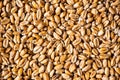 Wheat malt