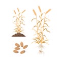 Wheat mature plant with wheat grains, roots and plant growing from soil - set of vector illustrations in flat design