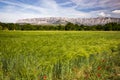 Wheat meadow close  to Sainte Victoire mountain near aix en Provence Royalty Free Stock Photo