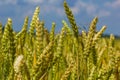 Wheat meadow. Ripe Gold Barley field in summer. Nature organic Yellow rye plant Growing to harvest. World global food with sunset Royalty Free Stock Photo