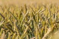 Wheat meadow. Ripe Gold Barley field in summer. Nature organic Yellow rye plant Growing to harvest. World global food with sunset Royalty Free Stock Photo