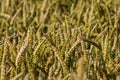 Wheat meadow. Ripe Gold Barley field in summer. Nature organic Yellow rye plant Growing to harvest. World global food with sunset