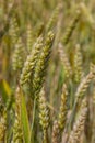 Wheat meadow. Ripe Gold Barley field in summer. Nature organic Yellow rye plant Growing to harvest. World global food with sunset Royalty Free Stock Photo