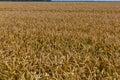 Wheat meadow. Ripe Gold Barley field in summer. Nature organic Yellow rye plant Growing to harvest. World global food with sunset Royalty Free Stock Photo