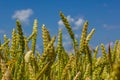 Wheat meadow. Ripe Gold Barley field in summer. Nature organic Yellow rye plant Growing to harvest. World global food with sunset Royalty Free Stock Photo