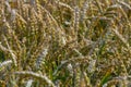 Wheat meadow. Ripe Gold Barley field in summer. Nature organic Yellow rye plant Growing to harvest. World global food with sunset Royalty Free Stock Photo