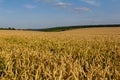 Wheat meadow. Ripe Gold Barley field in summer. Nature organic Yellow rye plant Growing to harvest. World global food with sunset Royalty Free Stock Photo