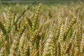 Wheat meadow. Ripe Gold Barley field in summer. Nature organic Yellow rye plant Growing to harvest. World global food with sunset Royalty Free Stock Photo