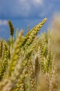 Wheat meadow. Ripe Gold Barley field in summer. Nature organic Yellow rye plant Growing to harvest. World global food with sunset Royalty Free Stock Photo