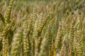 Wheat meadow. Ripe Gold Barley field in summer. Nature organic Yellow rye plant Growing to harvest. World global food with sunset Royalty Free Stock Photo