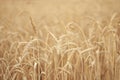 Wheat natural field on the sunset beutiful picture background