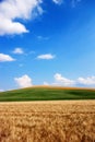 Wheat and oat fields Royalty Free Stock Photo