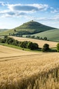 Wheat and oat fields with gentle hill and blue sky Royalty Free Stock Photo