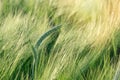 Wheat, oat, rye, barley - unripe agricultural field Royalty Free Stock Photo