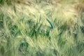 Wheat, oat, rye, barley - unripe field of agricultural crop Royalty Free Stock Photo