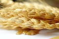 Wheat oats barley or rye grain ears closeup