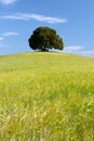 Wheat ores and single tree Royalty Free Stock Photo