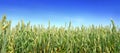 Wheat panoramic