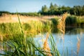 Wheat by park water Royalty Free Stock Photo