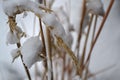 Wheat Covered in Snow Royalty Free Stock Photo
