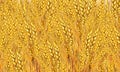 Wheat pattern