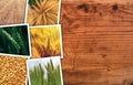 Wheat photo collage Royalty Free Stock Photo