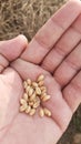 Wheat on plam of hand