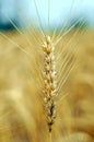 Wheat plant