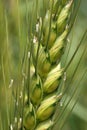 Wheat Plant Close up Royalty Free Stock Photo