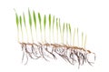 Wheat plant cultivation agriculture Growth stages isolated photography