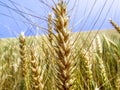 Wheat plant on field Royalty Free Stock Photo