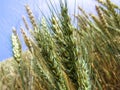 Wheat plant on field Royalty Free Stock Photo