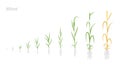 Wheat plant growth stages development. Triticum aestivum. Species of cereal grain. Harvest animation progression