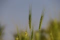 Wheat plant image, grass ears background Royalty Free Stock Photo