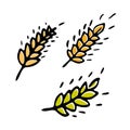 Wheat plant spikelets isolated on white background. Wheat Ear Spica Icon Set. Royalty Free Stock Photo