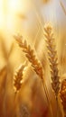 wheat plant in the summer sunlight with a close-up view.