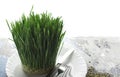 Wheat plant on white background with reflection