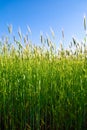 Wheat plants