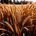 Wheat plants in the field, agricultural grain crop farm Royalty Free Stock Photo