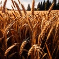 Wheat plants in the field, agricultural grain crop farm Royalty Free Stock Photo