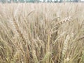 Wheat plants in field flour Royalty Free Stock Photo