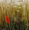 Wheat plants field with red poppies and chamomiles