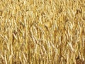 Wheat plants field Royalty Free Stock Photo