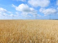 Wheat plants field and wind power turbines Royalty Free Stock Photo