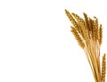Wheat plants isolated on white Royalty Free Stock Photo