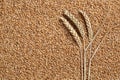 Wheat plants on seeds grain topic Royalty Free Stock Photo